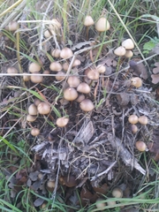 Fungi