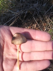 Fungi