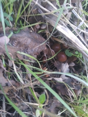 Fungi