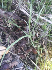 Fungi