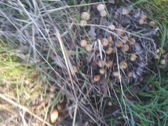 Fungi