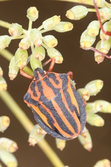 Graphosoma interruptum