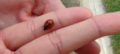 Coccinella septempunctata