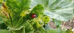 Coccinella septempunctata