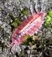 Androniscus dentiger