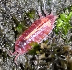 Androniscus dentiger