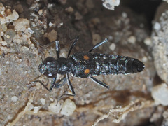 Stenus longipes