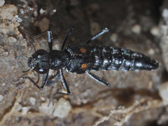 Stenus longipes