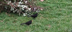 Turdus merula
