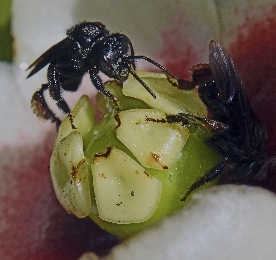 Abelhas sem ferrão: Irapuã (Trigona spinipes)