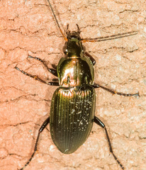 Poecilus chalcites