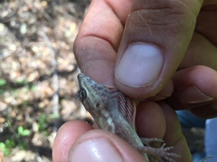 Anolis taylori