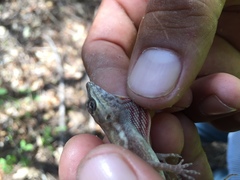 Anolis taylori