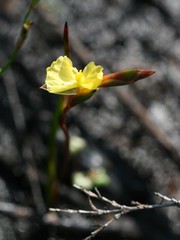 Philydrella pygmaea pygmaea