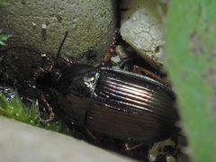 Amara familiaris