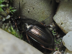 Amara familiaris