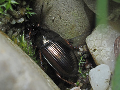 Amara familiaris