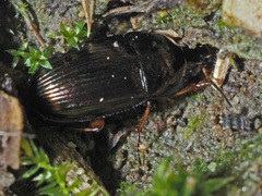 Amara familiaris