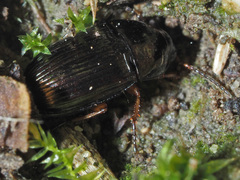 Amara familiaris