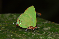 Cyanophrys amyntor