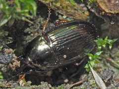 Amara familiaris