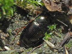Amara familiaris