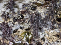 Cumagloia andersonii