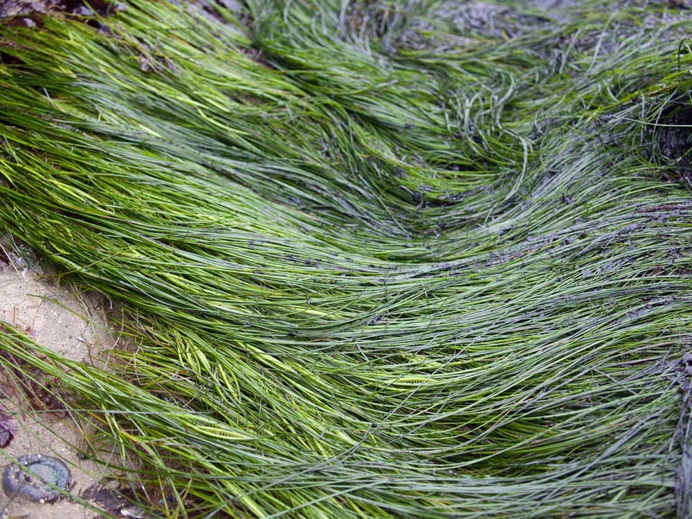 Phyllospadix torreyi