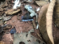 Coremagnatha orionalis