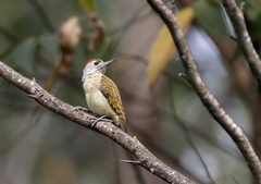 Chloropicus poecilolaemus