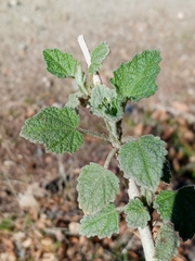 Malacothamnus marrubioides