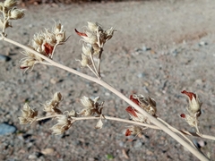 Malacothamnus marrubioides
