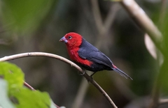 Spermophaga ruficapilla