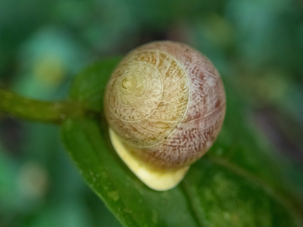 Helicina funcki
