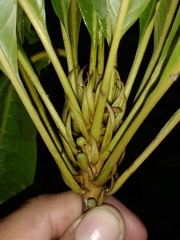 Chromolucuma cespedesiiformis