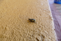 Ileomus