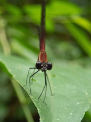 Hetaerina fuscoguttata