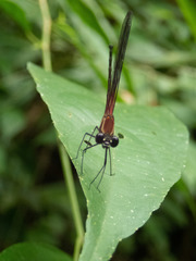 Hetaerina fuscoguttata
