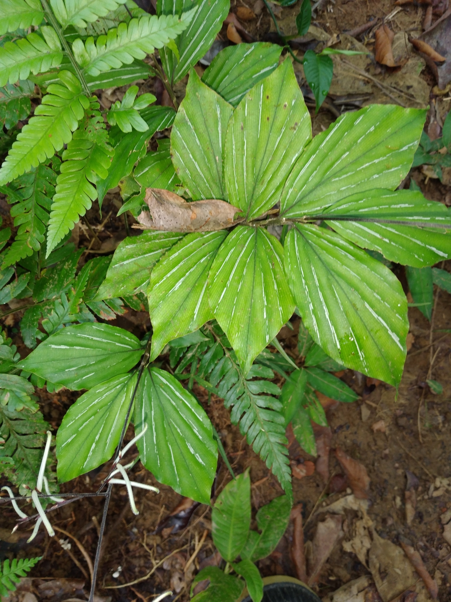 Pharus vittatus