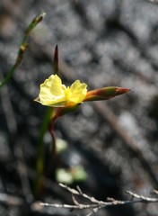 Philydrella pygmaea pygmaea