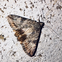 Melipotis acontioides