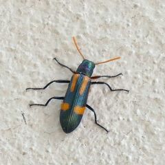 Strongylium luteicorne