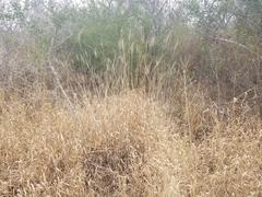 Trichloris pluriflora