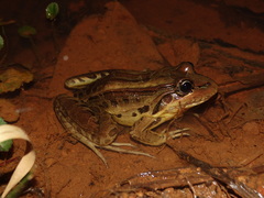 Leptodactylus latrans