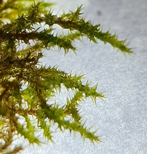 Image of Campyliadelphus chrysophyllus by no rights reserved