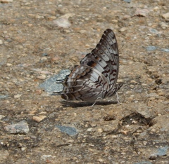 Charaxes achaemenes