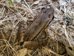 Leptodactylus insularum