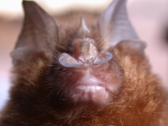 Rhinolophus affinis macrurus