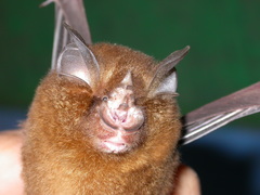 Rhinolophus affinis macrurus