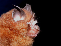 Rhinolophus affinis macrurus